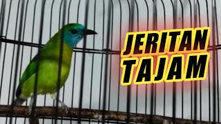 Download lagu TEMBAKAN TAJAM CUCAK KINOI GACOR KESURUPAN AMPUH BUAT PANCINGAN mp3 Download lagu TEMBAKAN TAJAM CUCAK KINOI GACOR KESURUPAN AMPUH BUAT PANCINGAN mp3