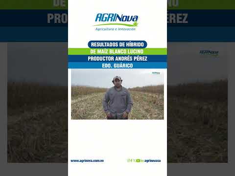 ¡Seguimos cosechando éxitos con nuestros híbridos de maíz! 👇