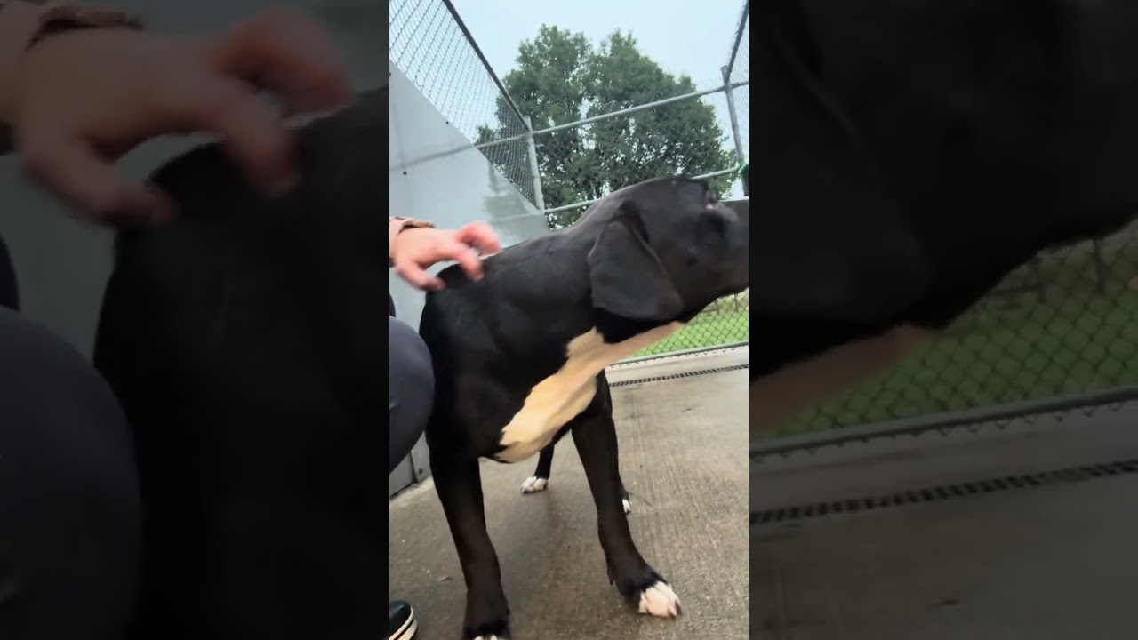 Lamont's Video 2