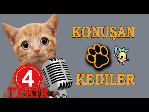 Konuşan Kediler 29 -- En Komik Kedi Videoları