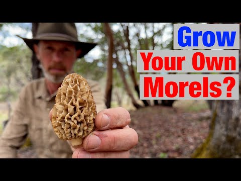 Want to Grow Your Own Morel Mushrooms? Learn Their Secrets