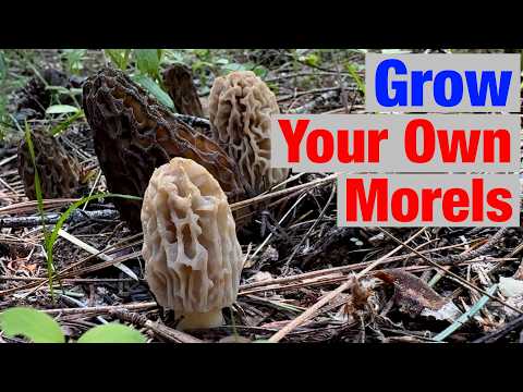 Want to Grow Your Own Morel Mushrooms? Learn Their Secrets