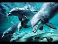 Песни дельфинов 