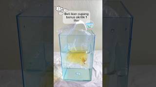 Download lagu Beli Ikan Cupang bonus akrilik 1 liter, mari unboxing #shorts #ikancupang #unboxing #fishkinian mp3 Download lagu Beli Ikan Cupang bonus akrilik 1 liter, mari unboxing #shorts #ikancupang #unboxing #fishkinian mp3