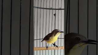 Download lagu remetuk laut ngeroll mp3 Download lagu remetuk laut ngeroll mp3