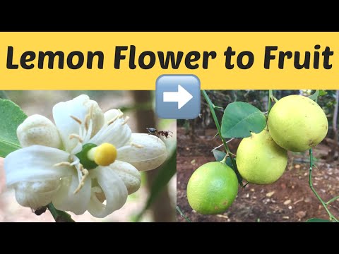 Lemon flower to fruit | lemon growing time lapse | inspiring peacock