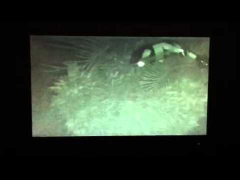 UFO sighting in Weslaco December 2011