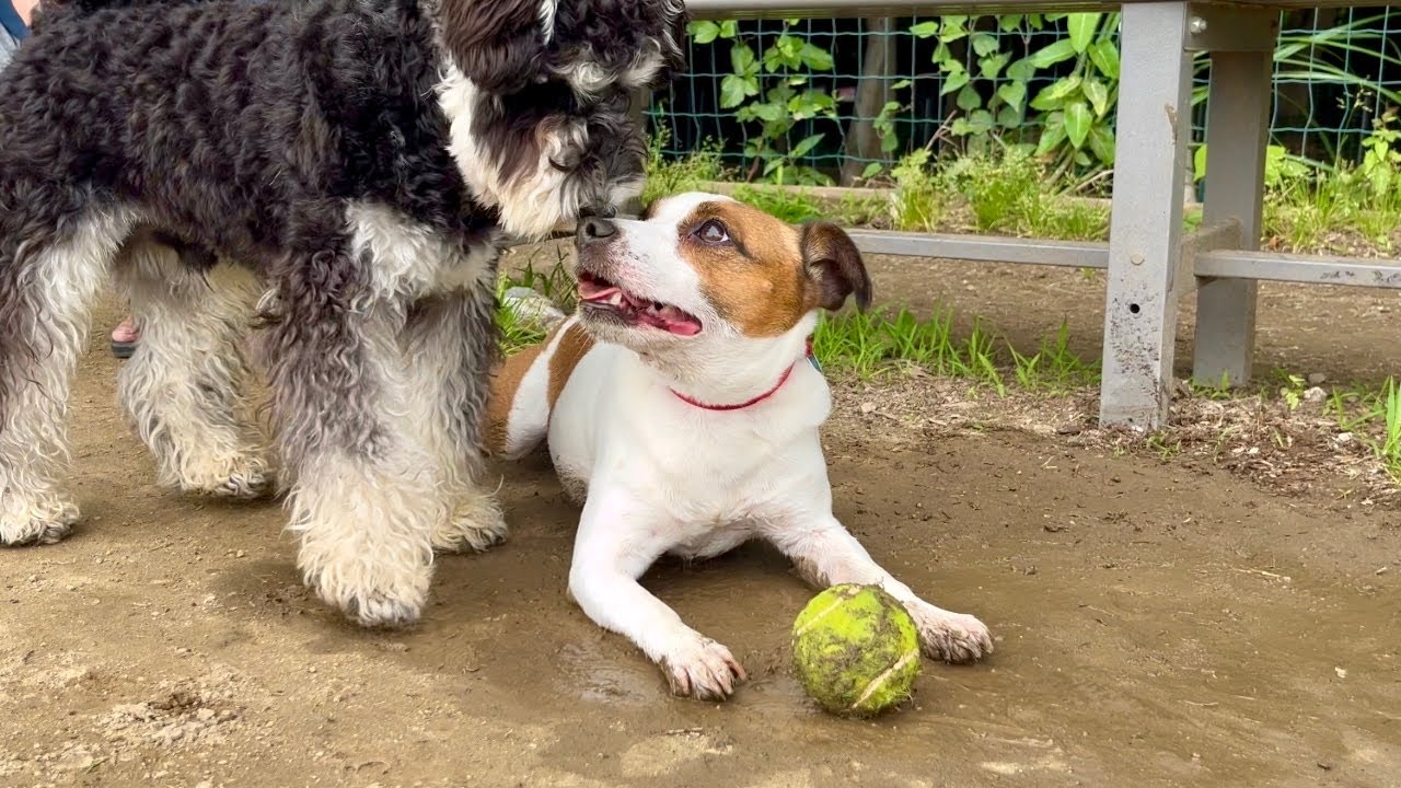 松戸のドッグランで体がほてるまで遊んできた