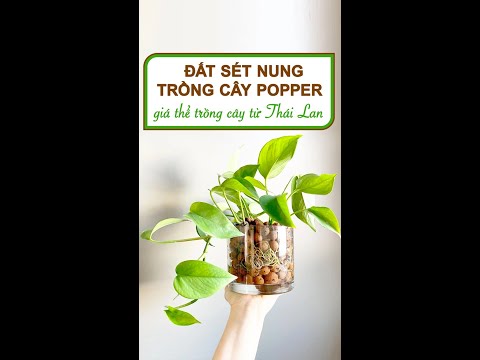 , title : 'Đất sét nung trồng cây Popper, chuyên phong Lan, sen đá, kiểng lá, thuỷ canh từ Thái Lan'