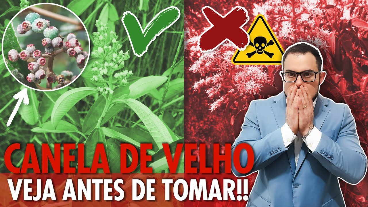 Canela de Velho: para que serve e como usar com segurança!