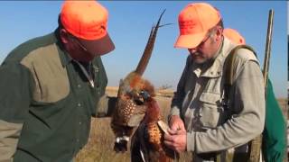 preview picture of video 'Pheasant Hunting at Kohnen's Dakota Pheasant Acres'