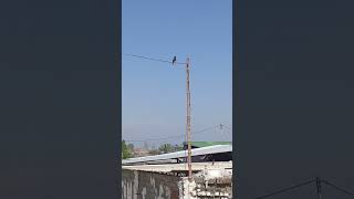 Download lagu Mena ka Awaaz || Ramzan status 2023 || #viral #status #new #shorts #allah #youtubeshorts mp3