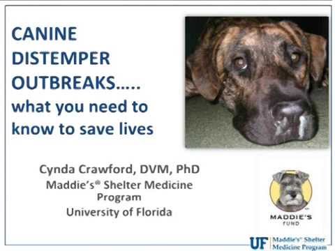 Everything Shelters Need to Know About Canine Distemper - webcast