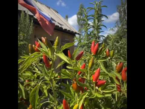 Glamping Kolpa resort in Slovenia