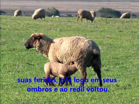 download lagu mp3 mp4 Eram Cem Ovelhas Baixar, download lagu Eram Cem Ovelhas Baixar gratis, unduh video klip Download Eram Cem Ovelhas Baixar Mp3 dan Mp4 320kbps Gratis