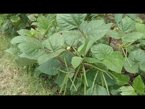 How to Pronounce Vigna radiata I Cara Baca Vigna radiata - @Nelindah