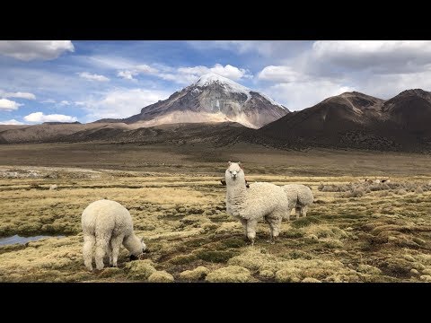 Bolivien - Sajama Nationalpark