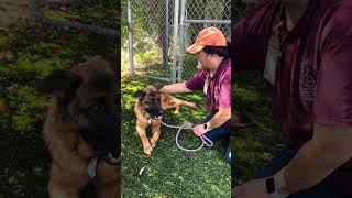 Video preview image #1 German Shepherd Dog Puppy For Sale in Pasadena, CA, USA