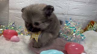 ハーフ犬の動画01