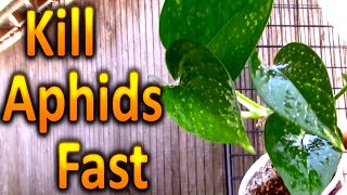 How to Kill Aphids on your Houseplants Naturally (Part 1)