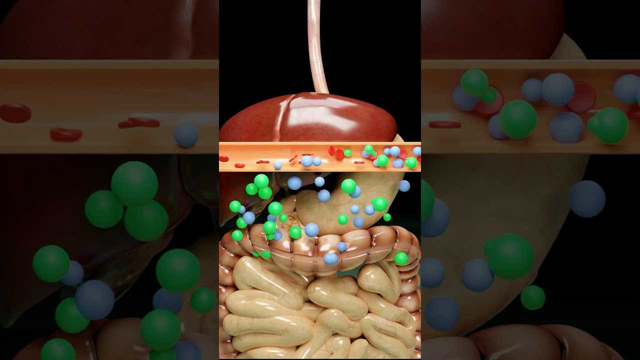 How Urine Is Formed In Our Body? (3D Animation) #shorts