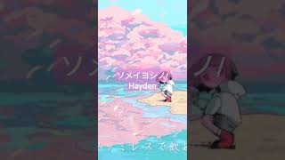 - ソメイヨシノ/Hayden