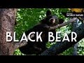 Discover Black Bears They Re Faster Than You Think