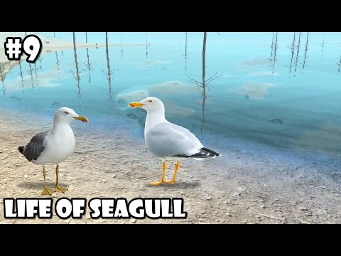 Ultimate Bird Simulator - Life of seagull - Android/iOS - Gameplay Part 9 - YouTube