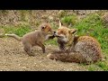 Wild! Wilde dieren in de natuur