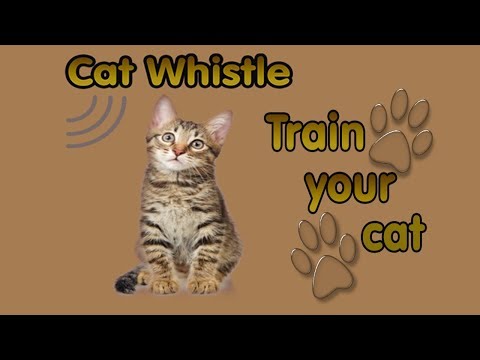 Cat Whistle, Trainer