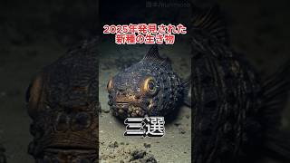 2025年発見された新種の生き物 4 #short