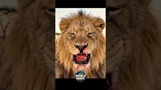 Leão ROUBA câmera #animals #lion #animais #africa #shorts #worldnario