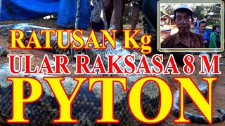 PITON RAKSASA ; ULAR BESAR BISA MAKAN DAN TELAN ORANG