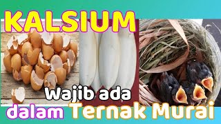 Download lagu Pentingnya kalsium , menu wajib dalam ternak murai batu. Bagaimana penyajiannya agar optimal? mp3