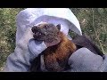 Rescuing A Bat Hit By A Car This Is Millie