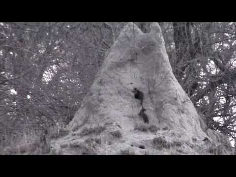 Djuma: Dwarf Mongoose group at termite mound - 17:33 - 09/14/18