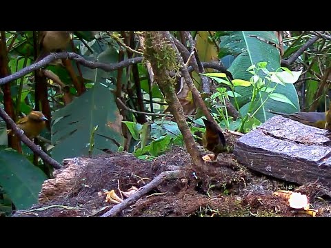 Red-crowned Ant-Tanager Joins Dusky-faced Tanagers On The Panama Fruit Feeder – Jan 16, 2020