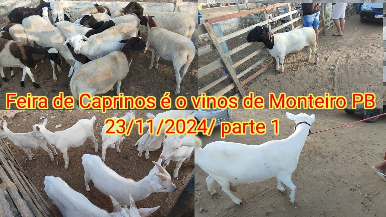 Feira de Caprinos é o vinos de Monteiro PB 23/11/2024/ parte 1