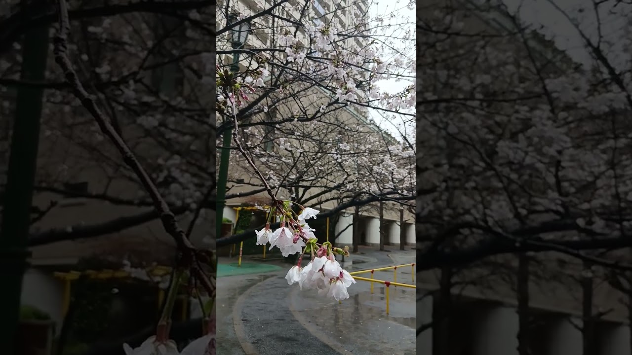 Ya por iniciar la plenitud de las Sakuras en Tokio