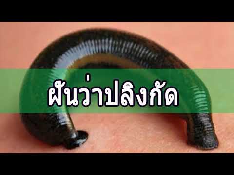 ทํานายฝัน เลขเด็ด แม่นๆ ฟรี