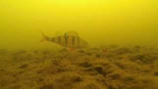 preview picture of video 'Зимняя рыбалка (Истринское водохранилище) / Ice fishing. GoPro'