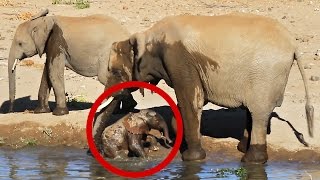BABY ELEPHANT RESCUE! Funny calf falls into the water again & again | Mashatu Game Reserve animals