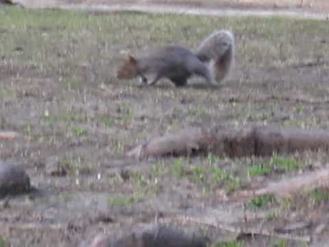 squirrel  in central park new york_ by yaira yasmin.MOV