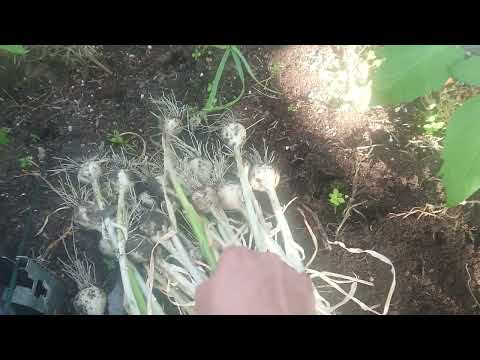 GARLIC HARVEST 2023 #firstharvest #garlic #springharvest