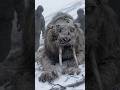 Sabre-Toothed Tiger Found Frozen In Siberia – Can Scientists Clone It?