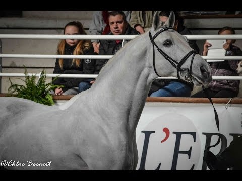 UNTOUCHABLE 27*GFE 2017