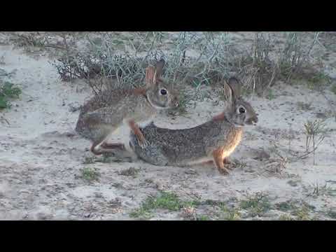 YouTube video about: How many teats does a rabbit have?