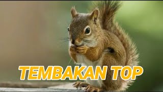 Download lagu Masteran Suara Bajing Cilele mp3