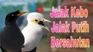 Download lagu Kicau Jalak Kebo Mata Kuning Dan Kicau Jalak Putih Gacor Saling Sahutan Cocok Untuk Pancingan mp3