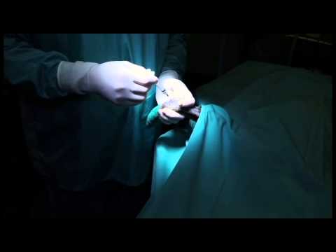 Carpal Joint Injection - Polyglycan-SA - Canine